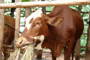Crossbred dairy cow