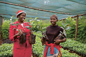 Sustainable coffee farming