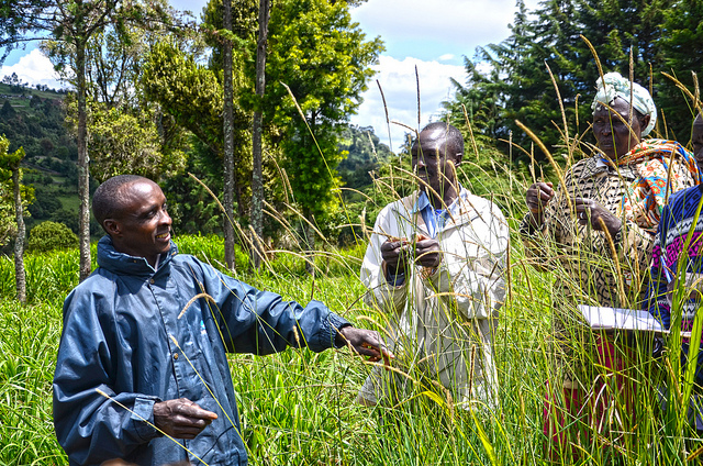 Farmer-to-farmer extension approach in Malawi: a survey of lead farmers