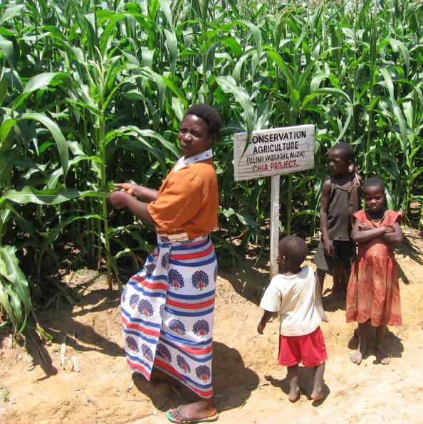 Evaluating potential for conservation agriculture in Ethiopia, Kenya, and Malawi