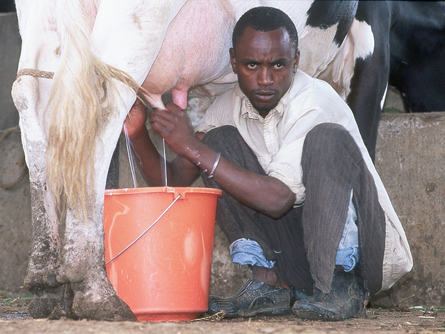 Linking small dairy producers to dynamic markets: three business models from Kenya