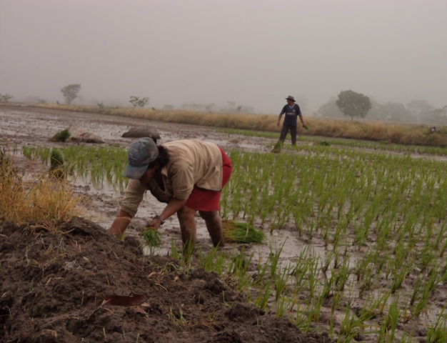 Are women rice farmers in Latin America?