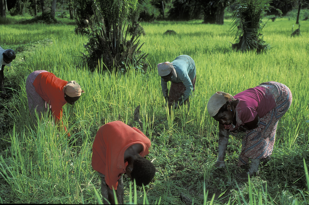 Working in the field. Ghana. Photo Credit: Curt Carnemark / World Bank