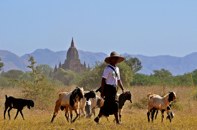 Strengthening Myanmar’s agricultural policy system through communications and advocacy