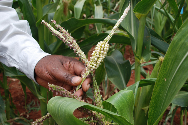 Exploring farmers’ willingness to pay for drought tolerance in maize in Zimbabwe
