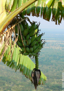 CGIAR researchers combine forces to reduce the damage of banana disease in Uganda