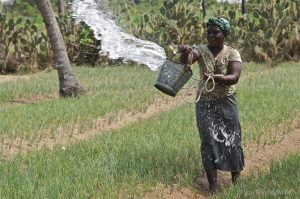 Manual bucket irrigation in Ghana. Photo credit: Joe Ronzio/IWMI
