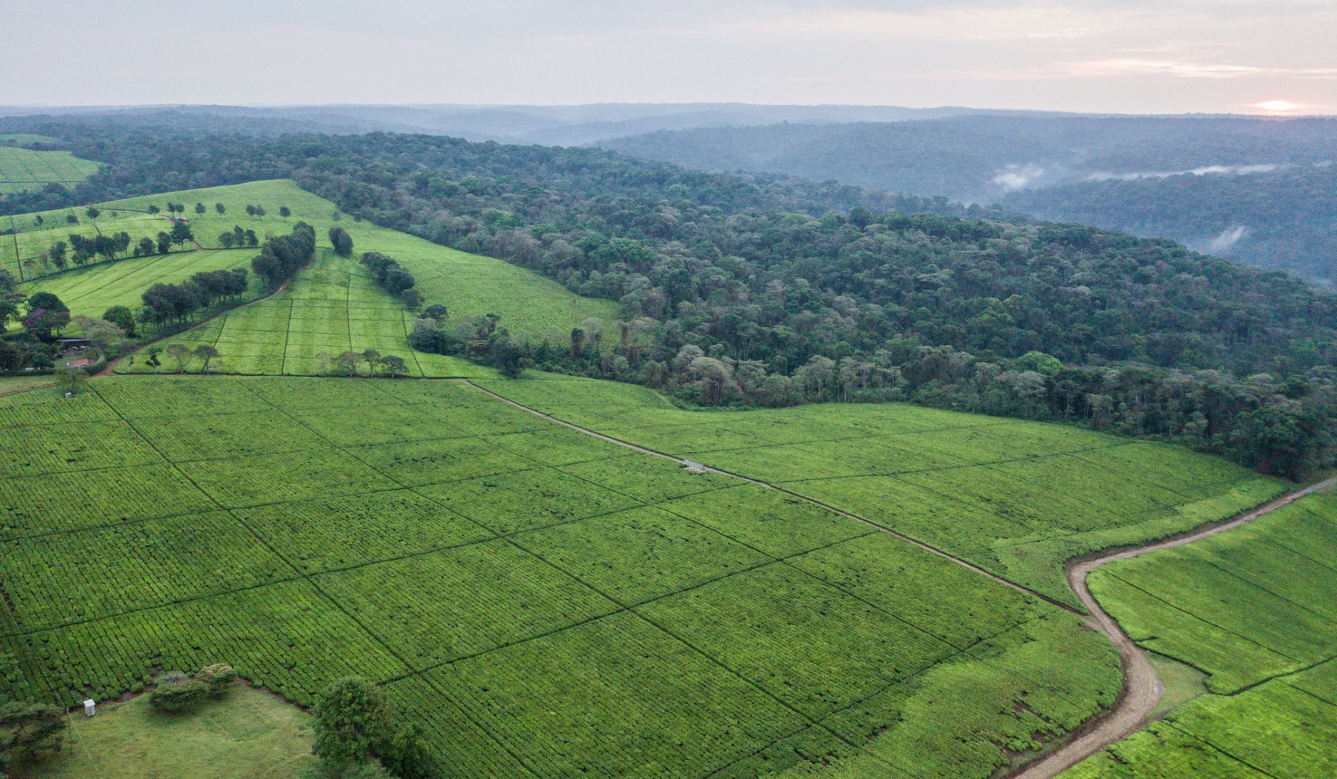 Agriculture and forestry