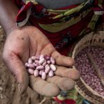 Inclusive seed delivery: Moving from gender diagnoses to testing solutions